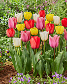 Tulpe (Tulipa), bunte Mischung