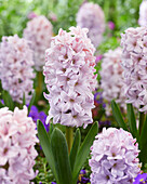 Hyazinthe (Hyacinthus) 'City of Bradford'