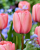 Tulpe (Tulipa) 'Pink Impression'