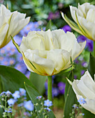 Tulpe (Tulipa) 'White Valley'