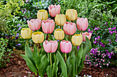 Tulpe (Tulipa) 'Ivory Floradale', 'Pink Impression'