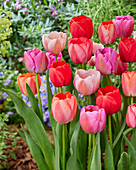 Tulpe (Tulipa) 'Pride', Mischung