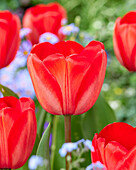 Tulpe (Tulipa) 'Red Impression'
