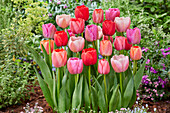 Tulpe (Tulipa) 'Pride', Mischung