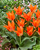 Tulpe (Tulipa) 'Orange Toronto'