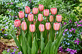Tulpe (Tulipa) 'Pink Impression'