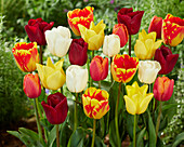 Tulpe (Tulipa), bunte Mischung