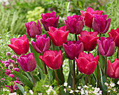 Tulpe (Tulipa) 'Bullit', 'Pink Ardour'
