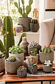 Cactus and succulent collection
