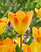 Tulipa Flaming 17