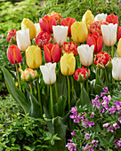 Tulipa mix