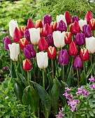 Tulipa mix