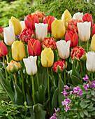 Tulipa mix