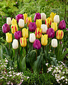 Tulipa mix