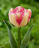 Tulipa Double Blizz