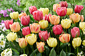 Tulpe (Tulipa) 'Double Symbiose', Mischung