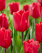 Tulpe (Tulipa) 'Epic'