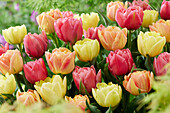 Tulpe (Tulipa) 'Double Symbiose', Mischung