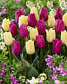 Tulpe (Tulipa) 'Sunny Prince', 'Purple Prince'