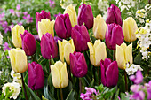 Tulpe (Tulipa) 'Sunny Prince', 'Purple Prince'
