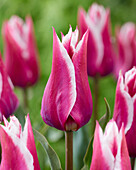 Tulpe (Tulipa) 'Claudia'