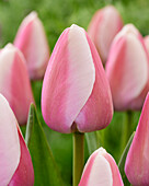 Tulpe (Tulipa) 'Royal Pride'