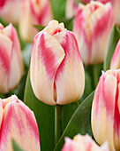 Tulpe (Tulipa) 'Pleasure'