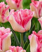 Tulpe (Tulipa) 'Dessous'