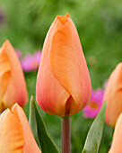 Tulipa Makula