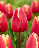 Tulpe (Tulipa) 'Trailblazer'