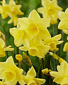 Narzisse (Narcissus) 'TS 750'