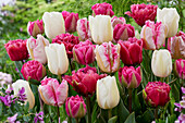Tulpe (Tulipa) Pink und Weiß, Mischung