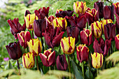 Tulpe (Tulipa) 'Burgundy und Yellow' Mischung