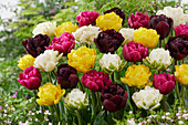 Tulpe (Tulipa)', gefüllte Blüten, Mischung
