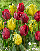 Tulpe (Tulipa) 'Shining Parrot', 'Jan van Nes Parrot'