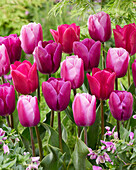 Tulpe (Tulipa) 'Triumph', Mischung