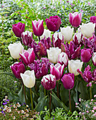 Tulpe (Tulipa) 'Lila und Weiß', Mischung
