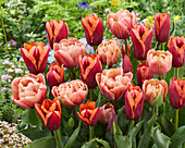 Tulpe (Tulipa) 'Slawa', 'La Belle Epoque'
