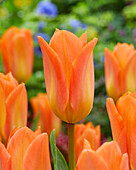 Tulpe (Tulipa) 'Orange Emperor'