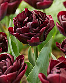 Tulpe (Tulipa) 'Canyon'