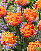 Tulpe (Tulipa) 'Orange Princess'
