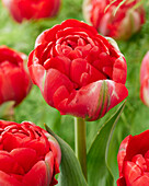 Tulpe (Tulipa) 'Bombastic Red'