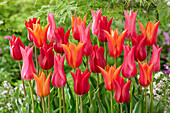 Tulpe (Tulipa), lilienblütig, Mischung