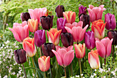 Tulipa mix