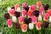 Tulpe (Tulipa)', Mischung