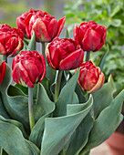 Tulpe (Tulipa) 'Red Baby Doll'
