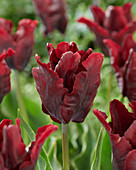 Tulpe (Tulipa) 'Frozen Night'