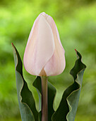 Tulpe (Tulipa) 'Aafke Diamond'