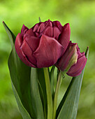 Tulipa Mel-00932-3