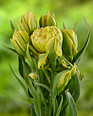 Tulpe (Tulipa) 'Emerald Star'